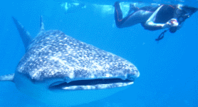 Whale shark experience with Playa Scuba